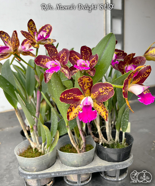 美琪園藝Miki Orchid - 批發專區